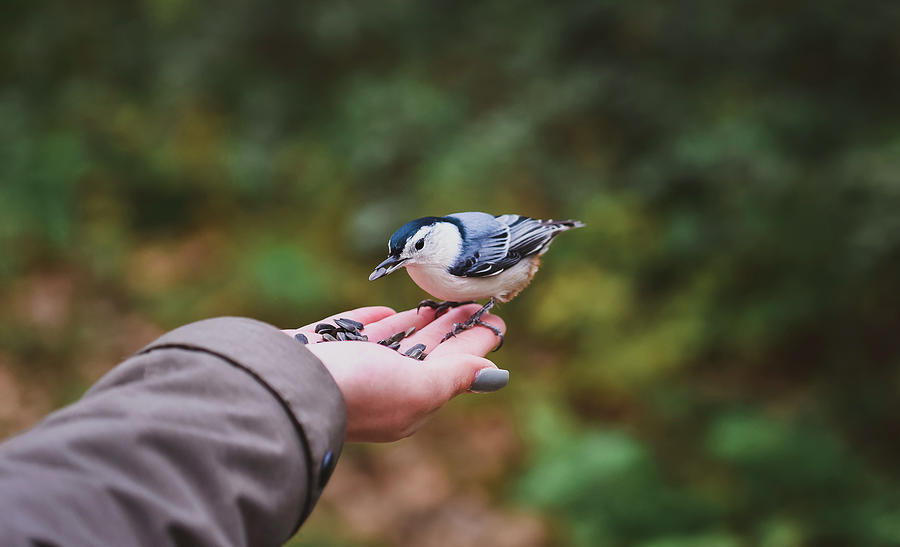 Tree Photograph - Cropped Hand Of Girl Feeding Seeds To White Breasted Nuthatch In Forest by Cavan Images
