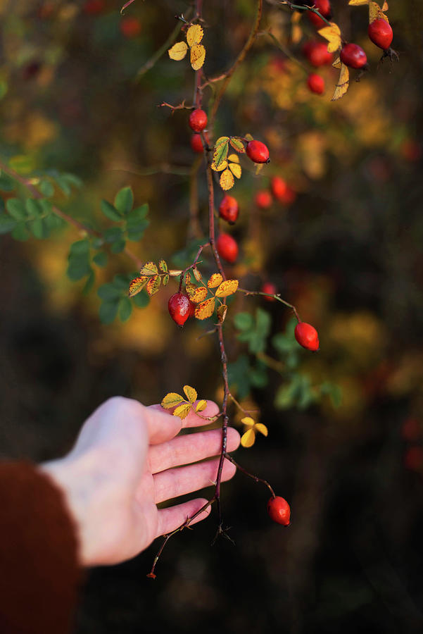 Nature Photograph - Cropped Hand Of Woman Holding Red Berries From Branches by Cavan Images