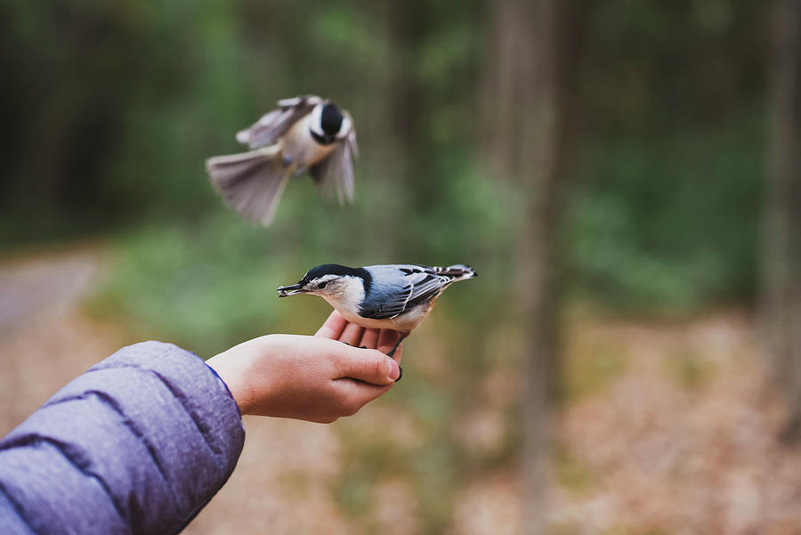 Bird Photograph - Cropped Image Of Boy Feeding Birds At Forest by Cavan Images