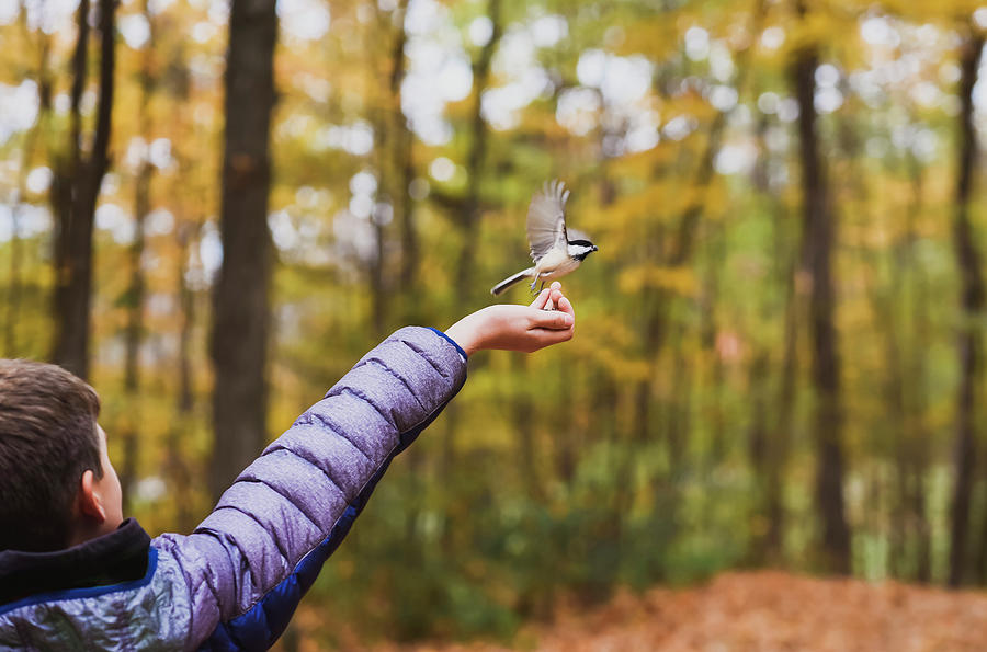 Nature Photograph - Cropped Image Of Boy Feeding White Breasted Nuthatch In Forest During Autumn by Cavan Images
