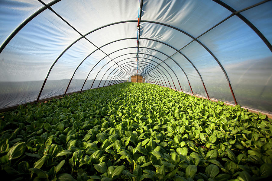 crops-grow-in-a-greenhouse-by-paul-giamou