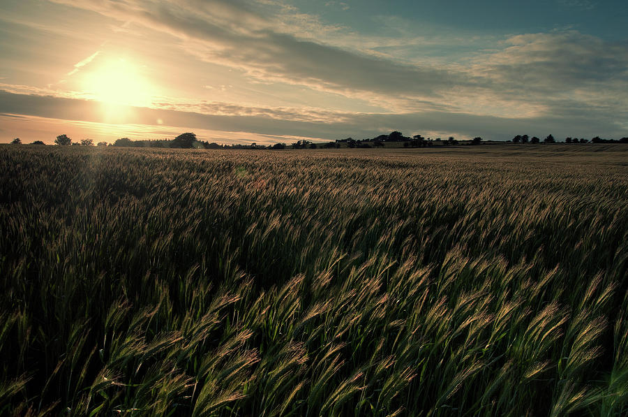 Crops Photograph by Martin Turner Crops Photograph by Martin Turner