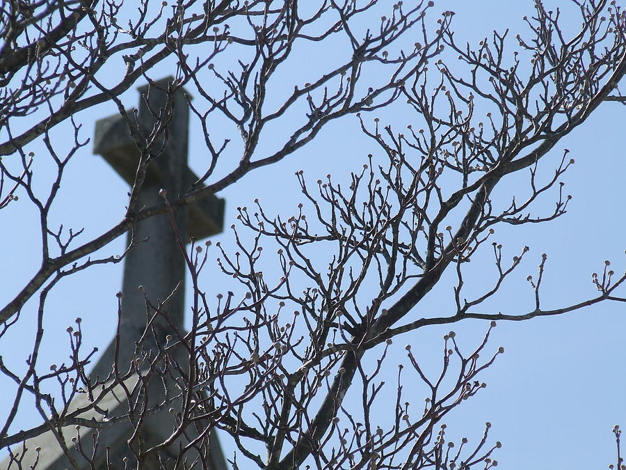 Cross and Trees by Ty Unglebower Cross and Trees by Ty Unglebower
