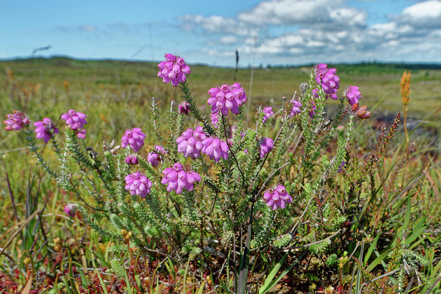 Cross-leaved Heath In Bog. Studland And Godlingston Heath Photograph by ...