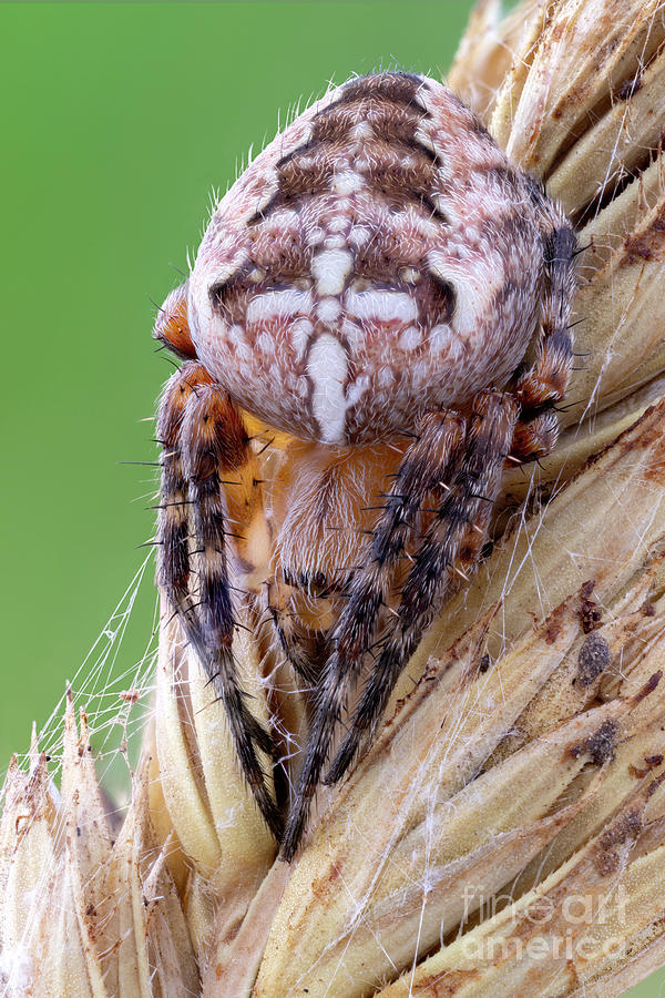 Cross Orbweaver Spider By Ozgur Kerem Bulur/science Photo Library