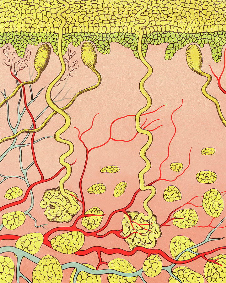 Cross Section Layers of Skin Drawing by CSA Images Pixels