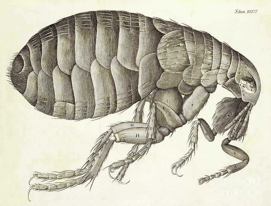 Crosssection of a Flea from Micrographia Drawing by Robert Hooke