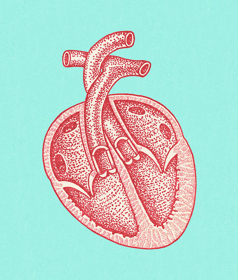 Vintage Drawing - Cross Section of a Heart by CSA Images