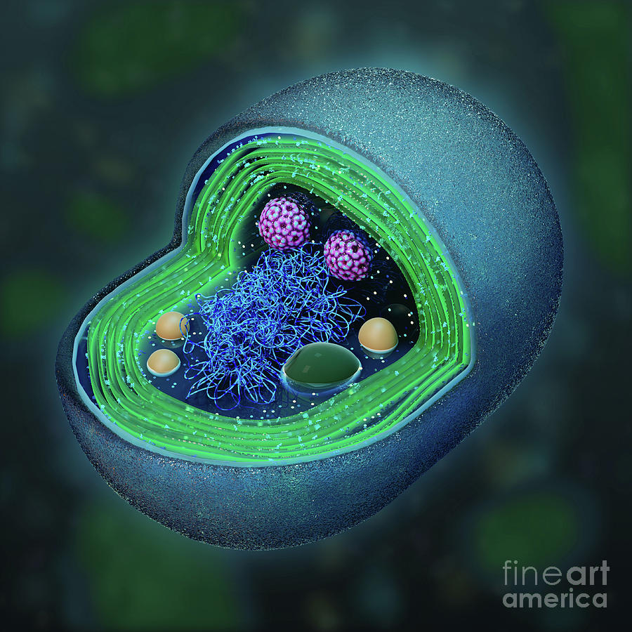 Cross-section Of A Synechococcus Photograph by Nanoclustering/science Photo Library