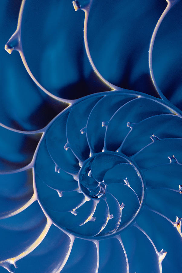 Cross-section Of Blue Nautilus Shell Photograph by Comstock