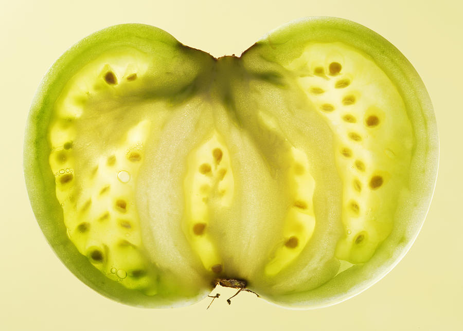Cross Section Of Green Tomato, Studio Photograph by Paul Taylor