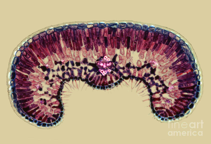 Cross-section Of Heather Leaf Photograph by Steve Lowry/science Photo Library