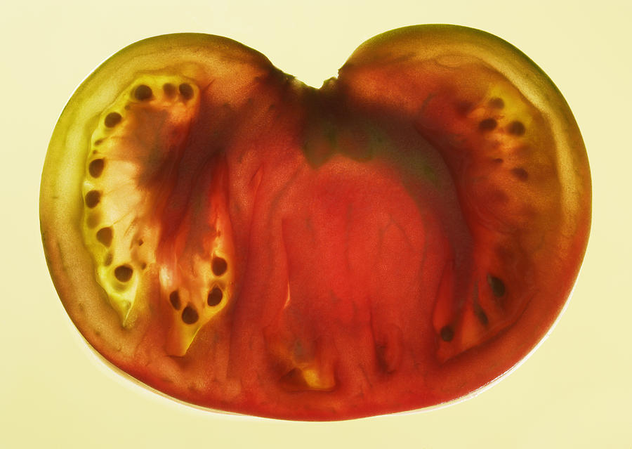 Cross Section Of Tomato, Studio Shot Photograph by Paul Taylor