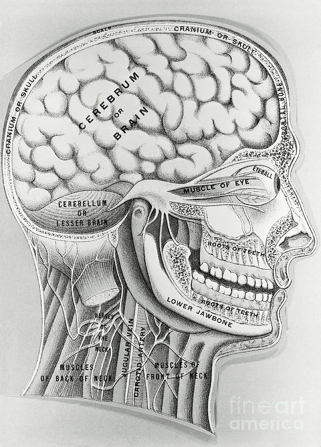 human brain drawing front view