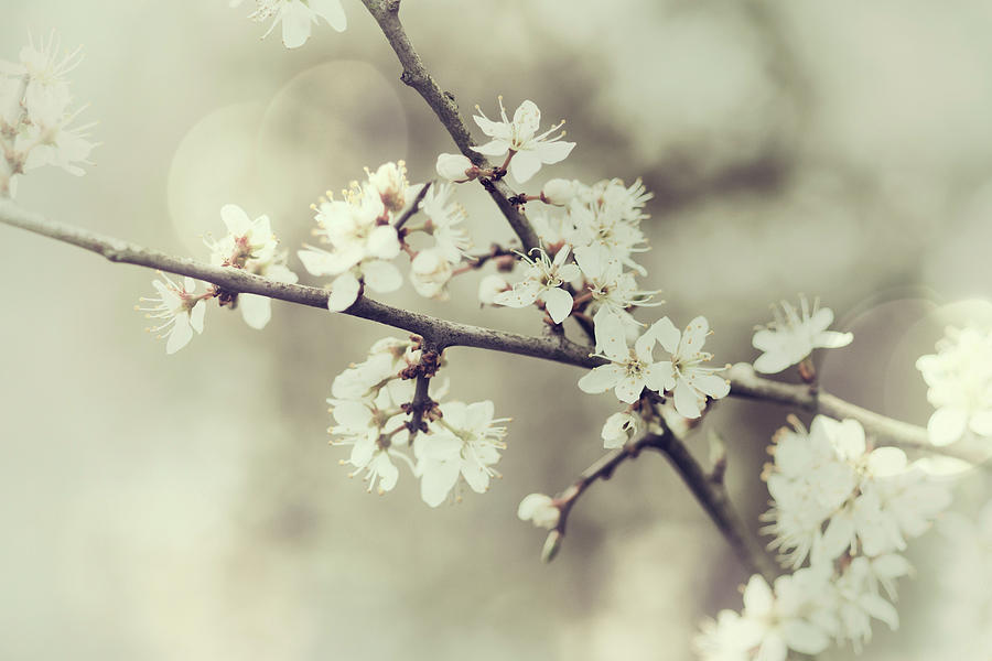 Spring Photograph - Crossed Blossoms by Augenwerk Susann Serfezi