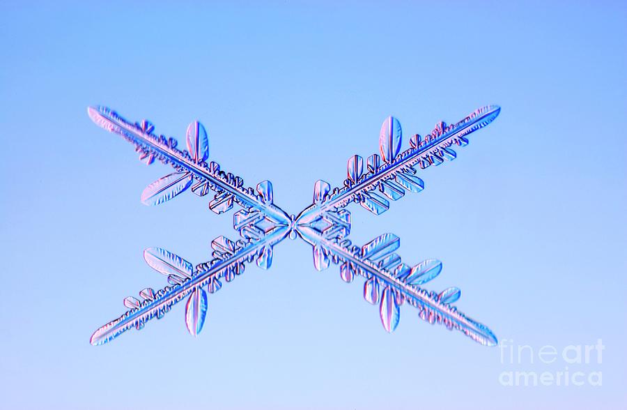 Crossed Needle Snowflakes Photograph by Science Photo Library - Pixels