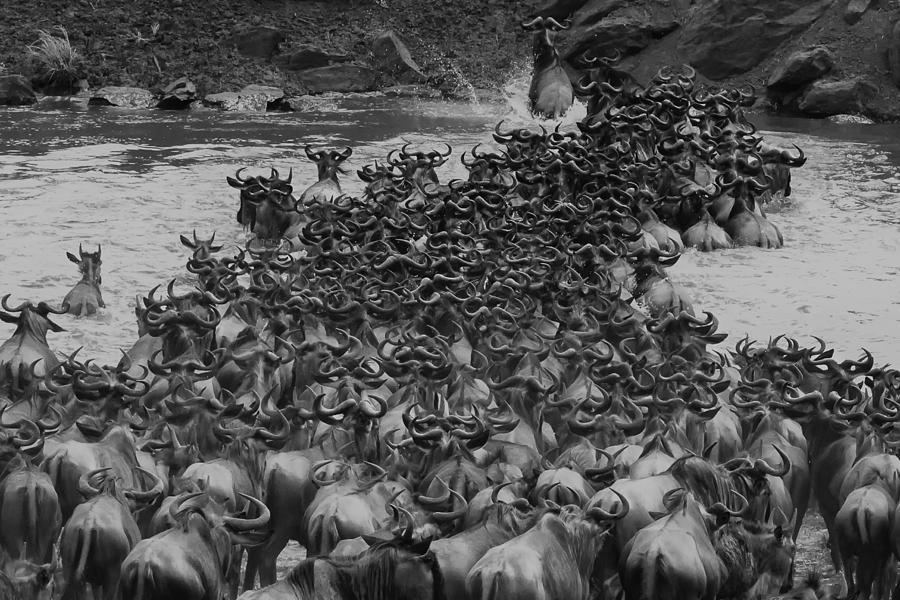 Wildlife Photograph - Crossing Mara River by Li Chen