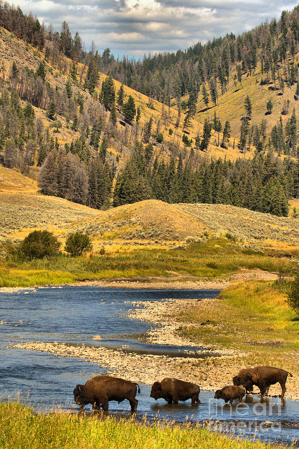 Yellowstone National Park Photograph - Crossing Slough Creek by Adam Jewell