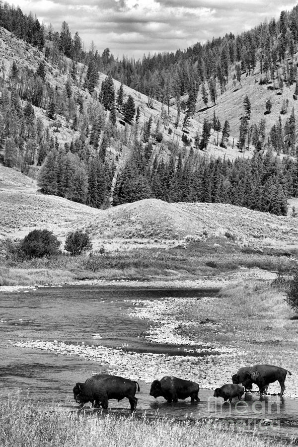 Crossing Slough Creek Black And White Photograph by Adam Jewell