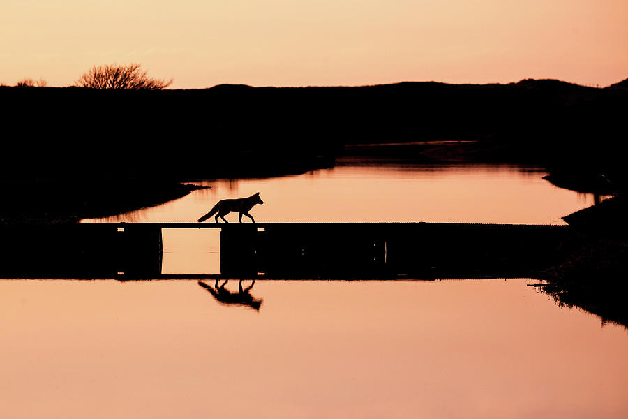 Fox Photograph - Crossing the Bridge - Red Fox Silhouette by Roeselien Raimond