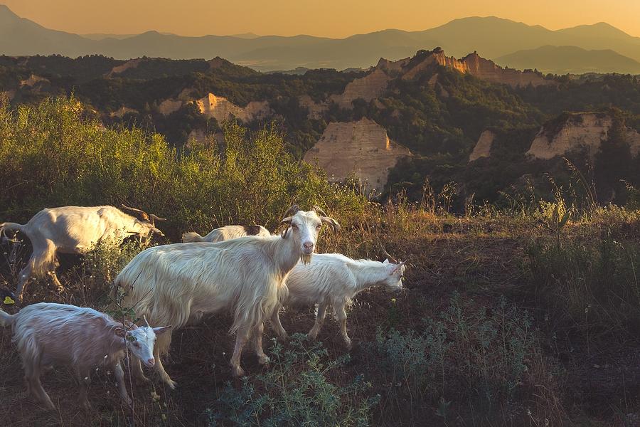 Nature Photograph - Crossing The Land Of Goats by Vio Oprea