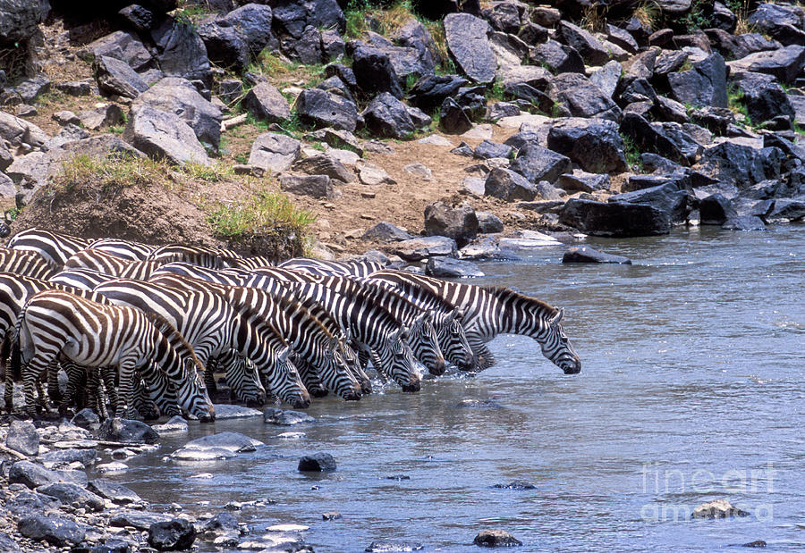 Crossing the Mara River Photograph by Sandra Bronstein