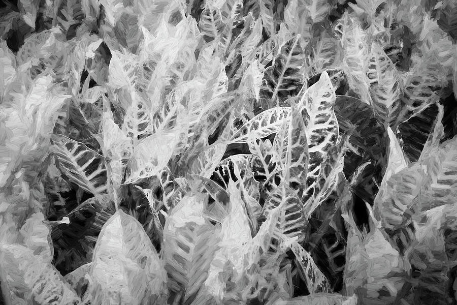 Croton codiaeum variegatum 107 Photograph by Rich Franco