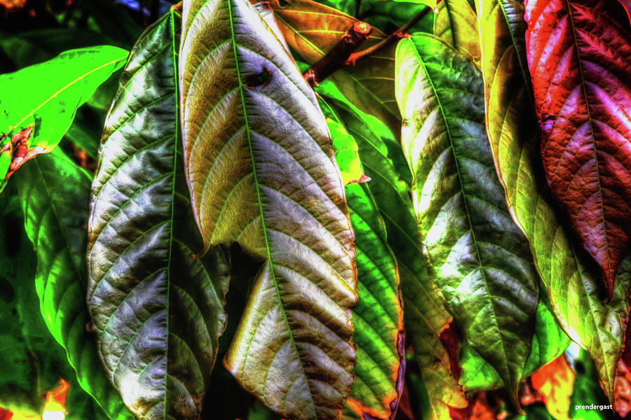Crotons Photograph by Tom Prendergast