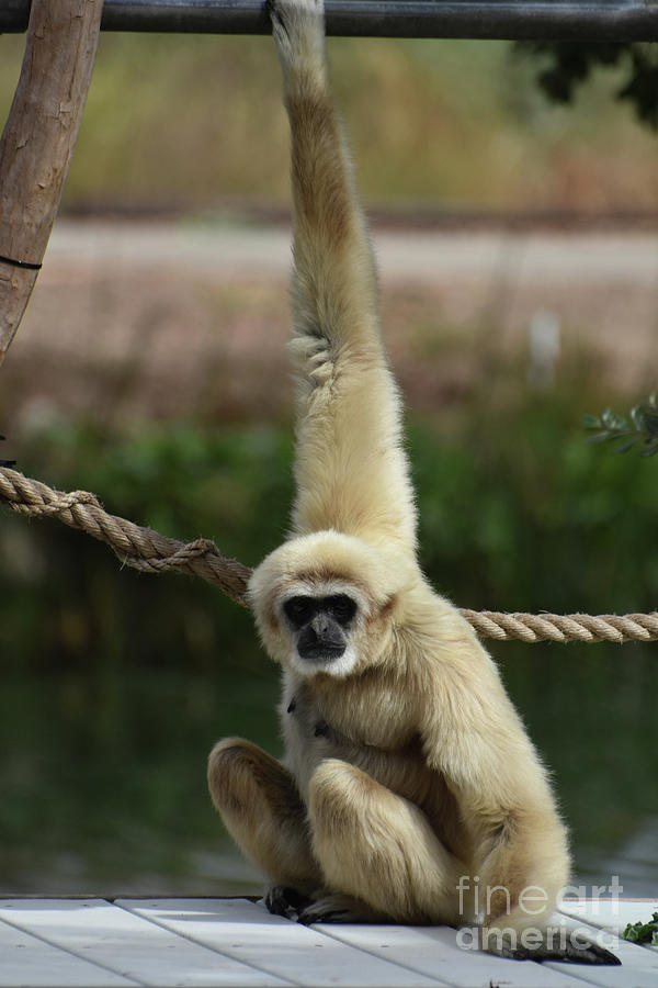 monkey reaching up