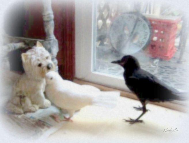 Crow and Pigeon Mixed Media by Rhonda Aydlett