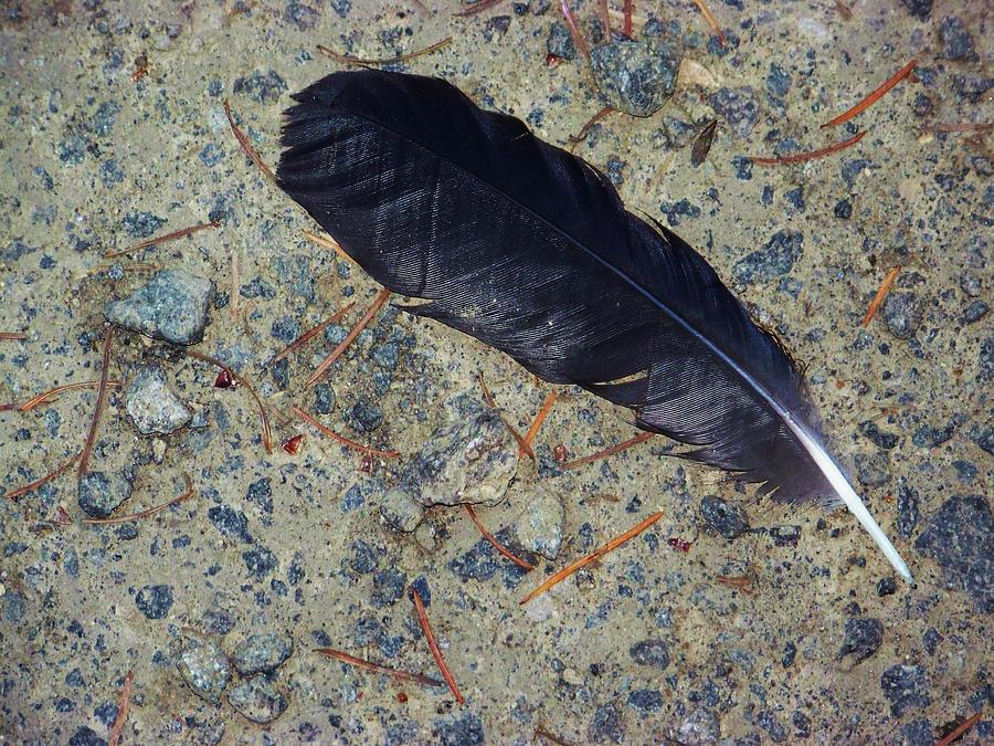Crow Feather Photograph by Julie Rauscher