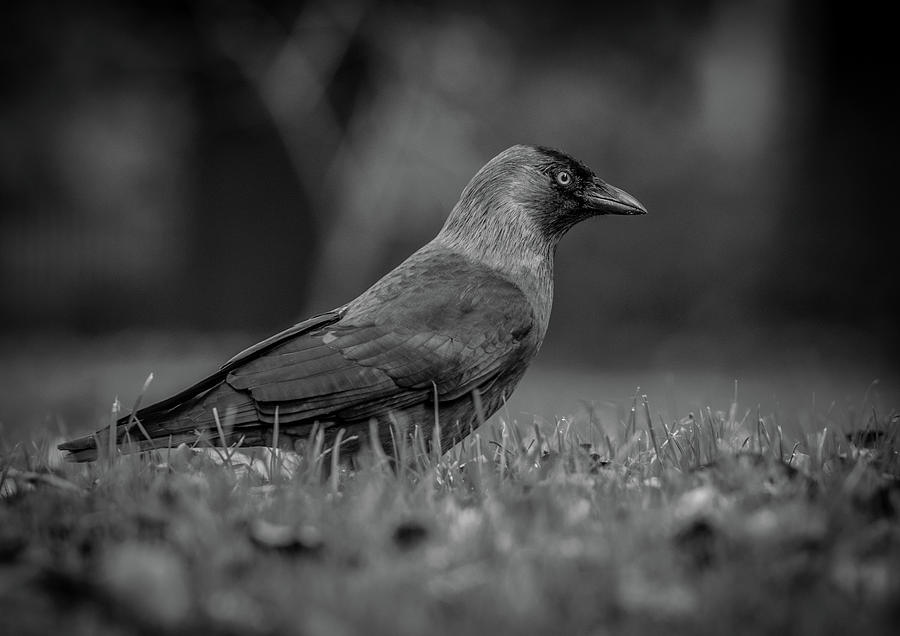 Crow Photograph By Helen Beech Pixels