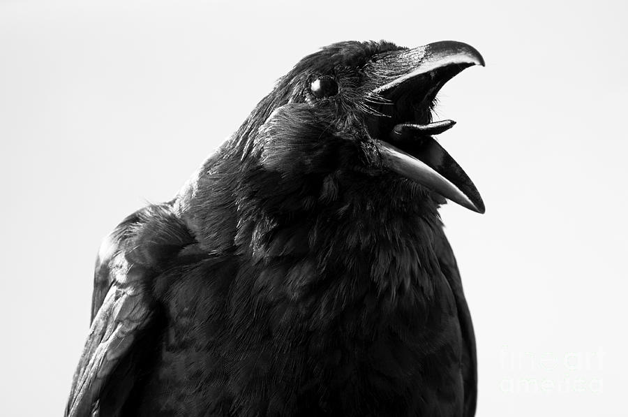 Studio Photograph - Crow In Studio by Redpip1984 Studio Photograph - Crow In Studio by Redpip1984