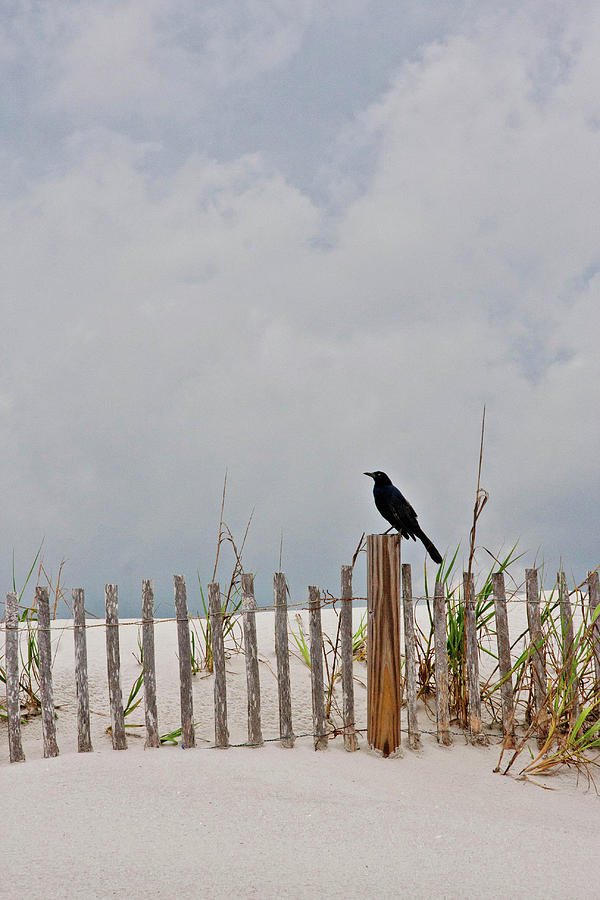 Crow On Dune Fence Photograph by Kelley Nelson