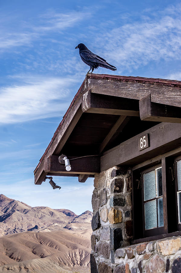 Crow Or Raven Perched Up On An Old Hut In Death Valley Photograph by Alex Grichenko