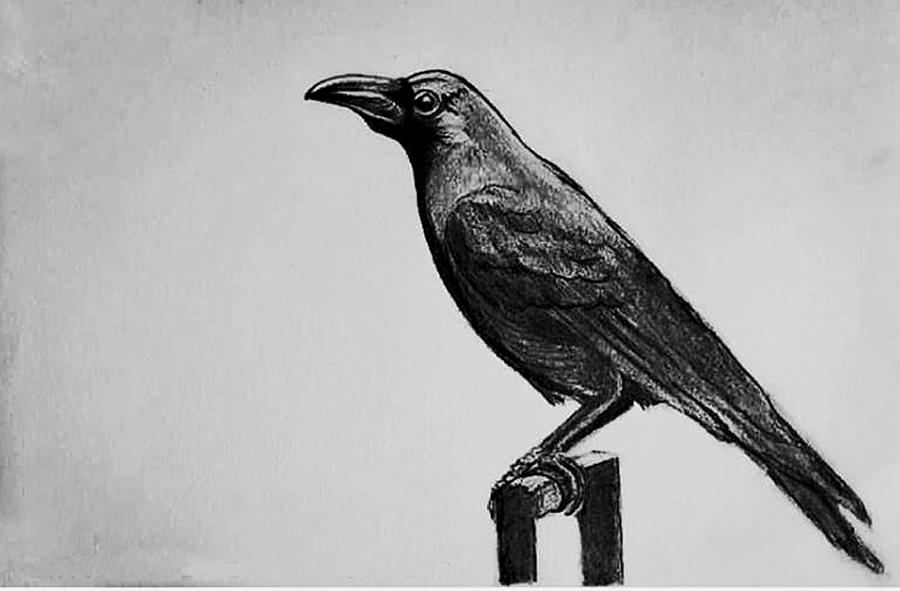 1179 Pencil Drawing Crow Images Stock Photos  Vectors  Shutterstock