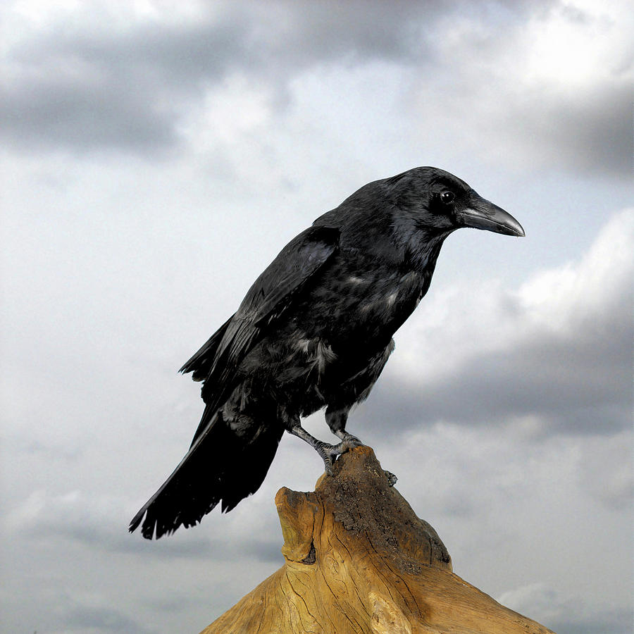Crow Digital Art by Simon Murrell - Fine Art America