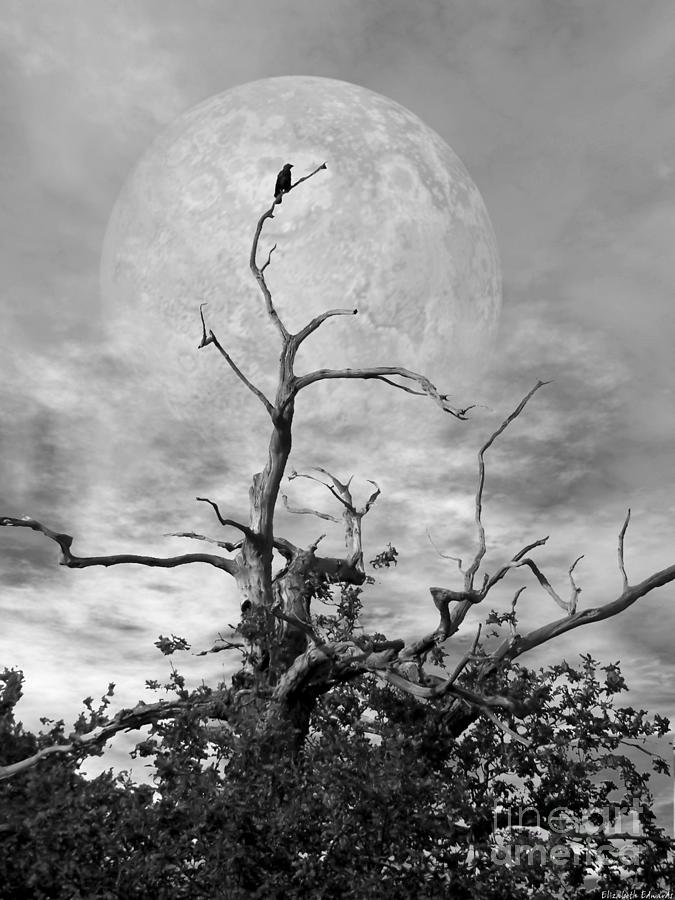 Crow Tree Black and White Look 4 of 4 by Abbie Shores Crow Tree Black and White Look 4 of 4 by Abbie Shores