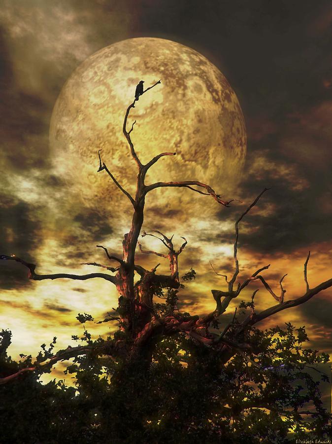 Crow Tree Dramatic Look 2 of 4 by Abbie Shores Crow Tree Dramatic Look 2 of 4 by Abbie Shores
