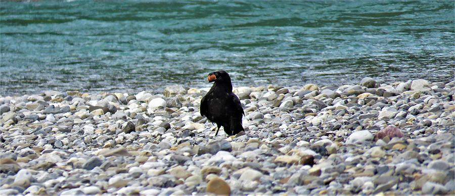 Crow with a stone Photograph by Joan Stratton