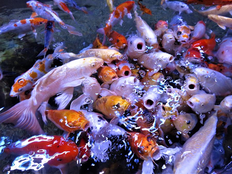 Crowd Of Hungry Gold Fish Photograph