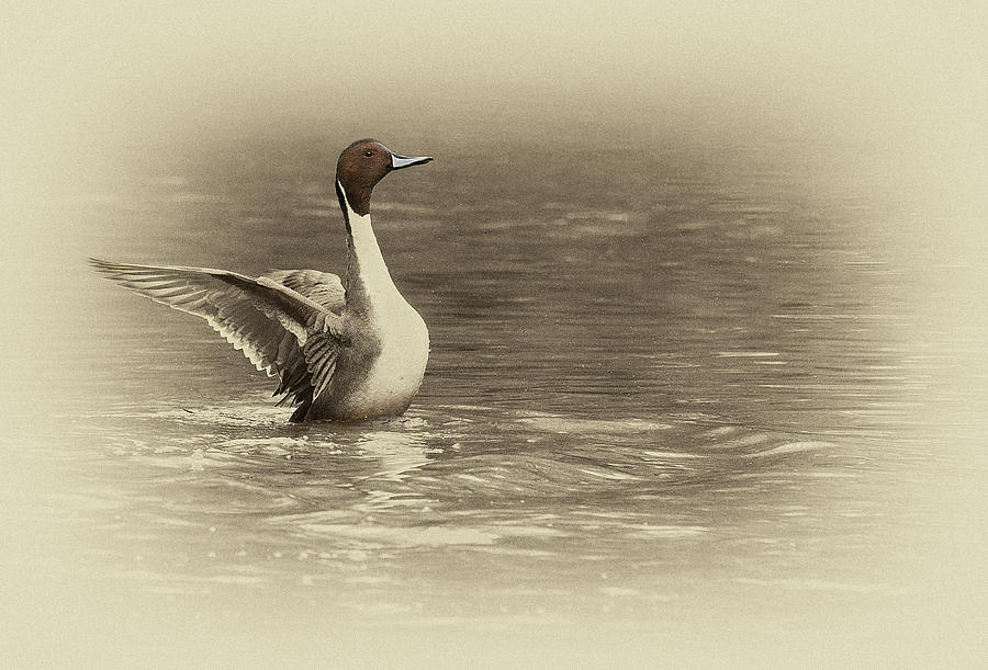 Crowing Pintail Photograph by Art Cole