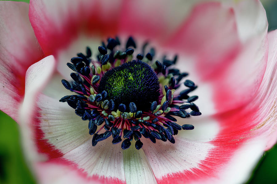 Crown Anemone anemone Coronaria, Ranuculaceae Photograph by Dr. Martin Baumgrtner