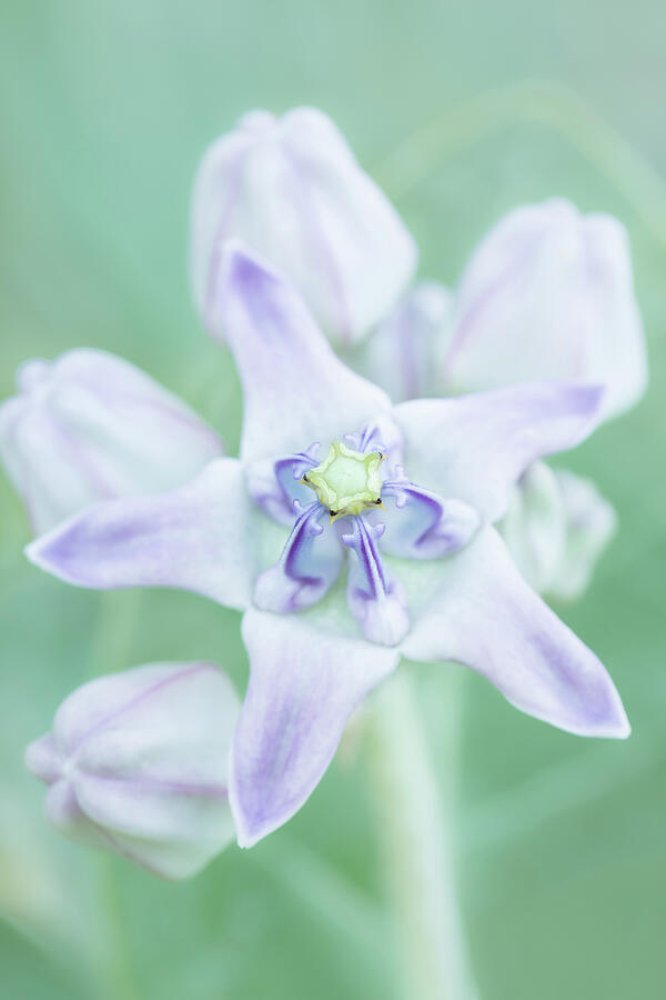 Crown Flower Photograph by Ann Skelton