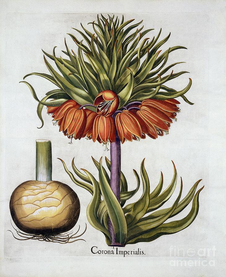 Crown Imperial Called Fritillaria Drawing by Heritage Images