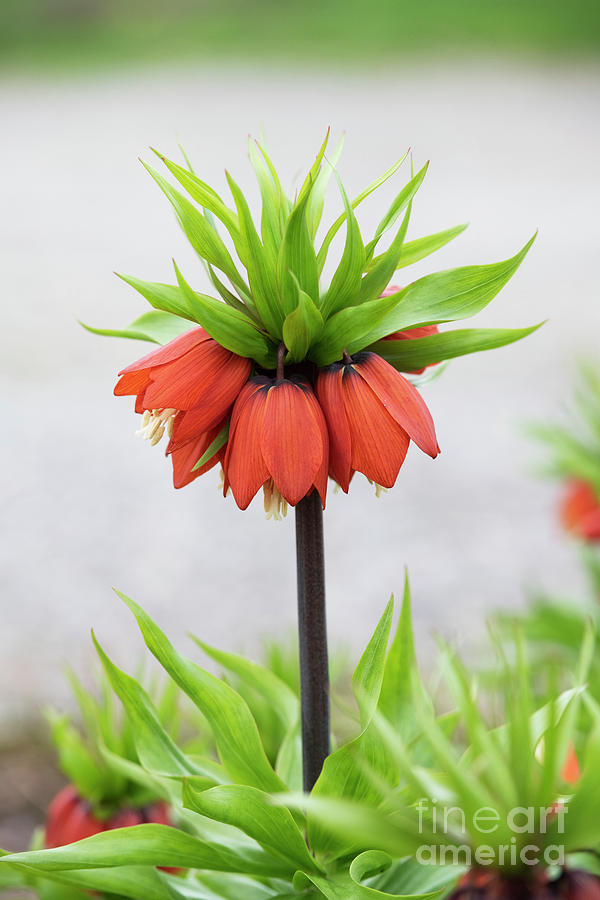 Crown Imperial Flower in Spring Photograph by Tim Gainey