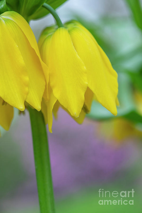Crown imperial Lutea Flowers Abstract Photograph by Tim Gainey