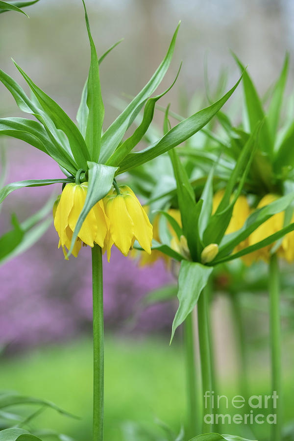 Crown imperial Lutea Flowers Photograph by Tim Gainey