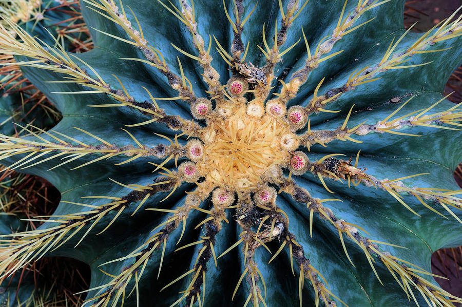 Cactus Photograph - Crown Of Barrel Cactus by Anthony Paladino