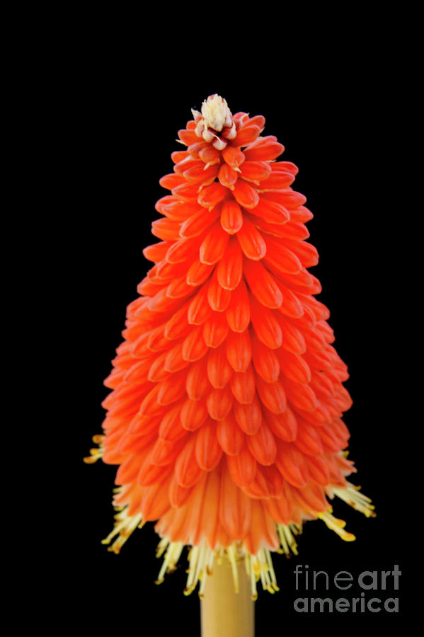 Crown of Red Hot Poker Flower Photograph by Christy Garavetto